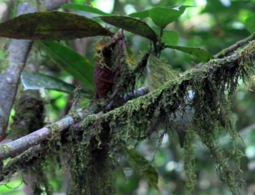 Botanical and entomological assessment of Príncipe’s mountain and cloud forest (2019)