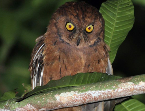 Ecological assessment of the endemic scops owl – starting soon