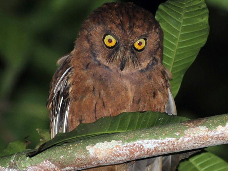 Endemic Scops Owl
