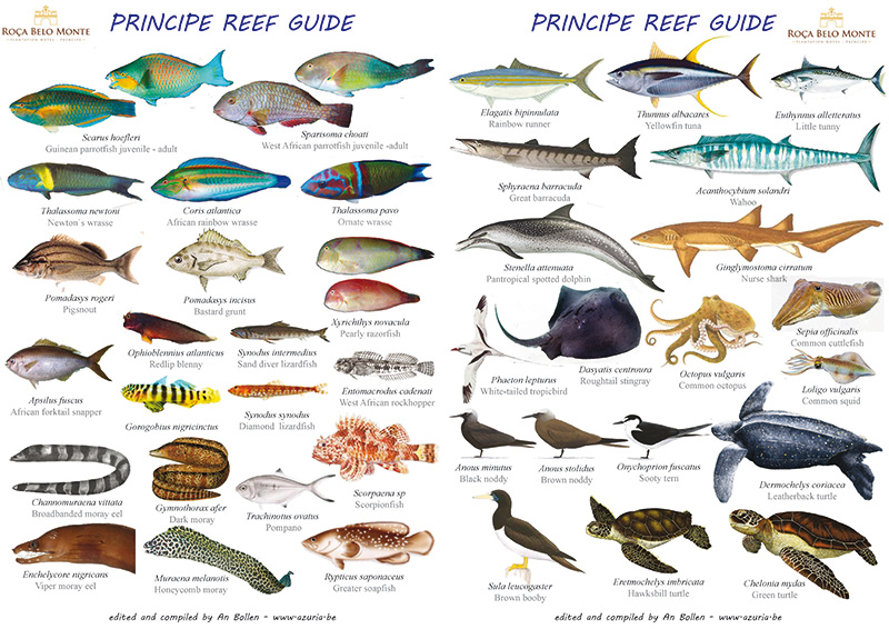 Fish guide